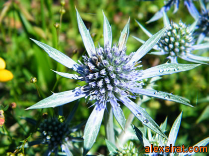 Eryngium bourgatii Val d'Aran